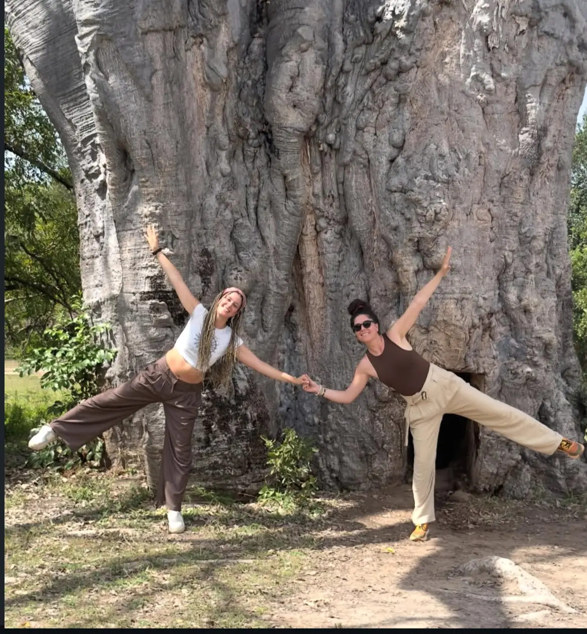 Ancient baobab tree